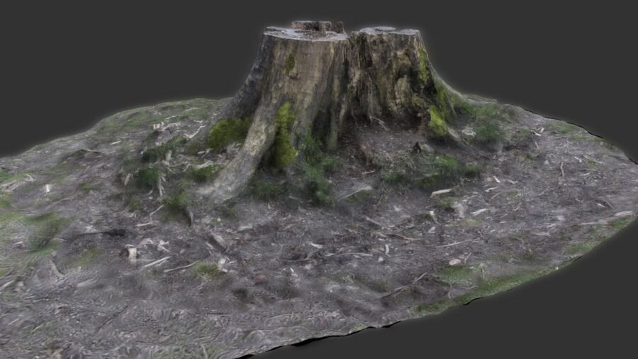3D Scanned Tree Asset